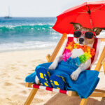 Florida Blogs - Should You Allow Pets in Your Vacation Rental - Featured