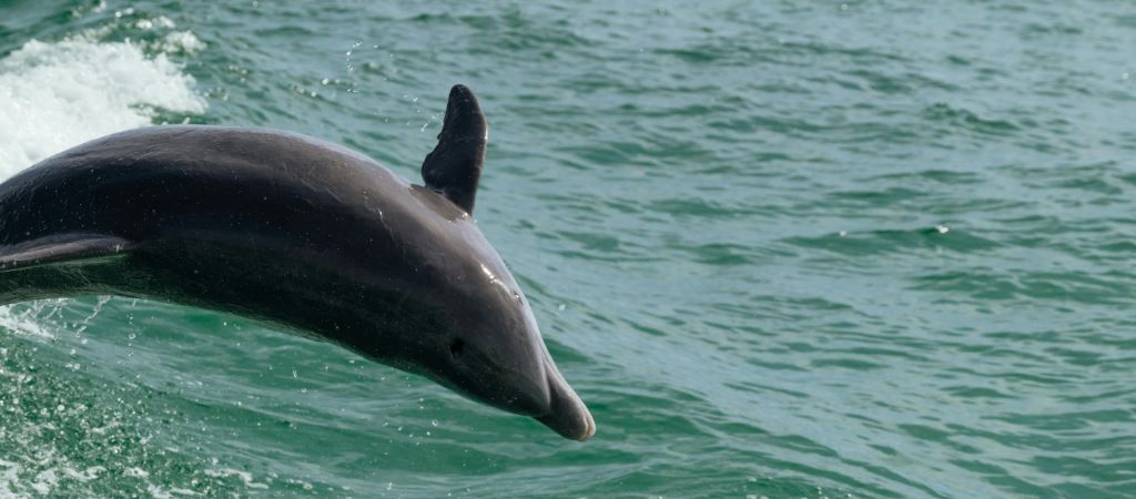 A bottlenose dolphin jumps out of a low surf in the Gulf Coast of Florida.