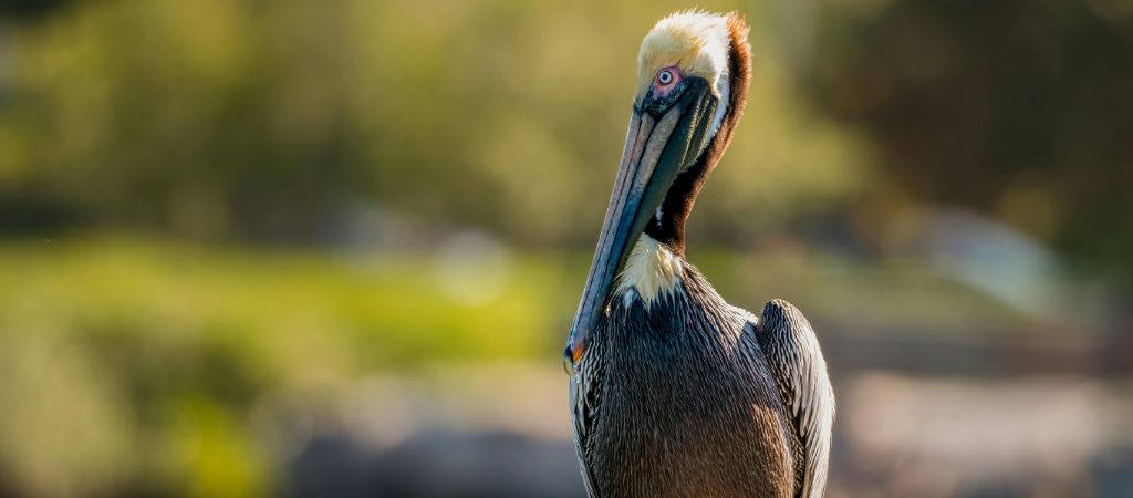 A brown pelican rests its beak against its chest, with blurred green trees in the background.