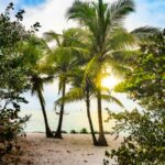 Large palm trees welcome the viewer to a hidden beach.