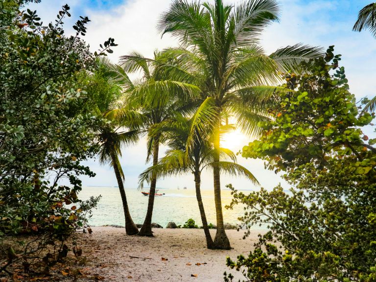 Large palm trees welcome the viewer to a hidden beach.