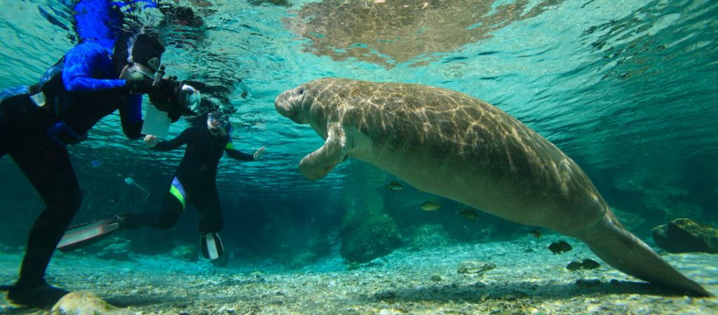 Two snorkelers take underwater pictures as a manatee gets close in crystal-clear waters of the Crystal River National Wildlife Refuge.