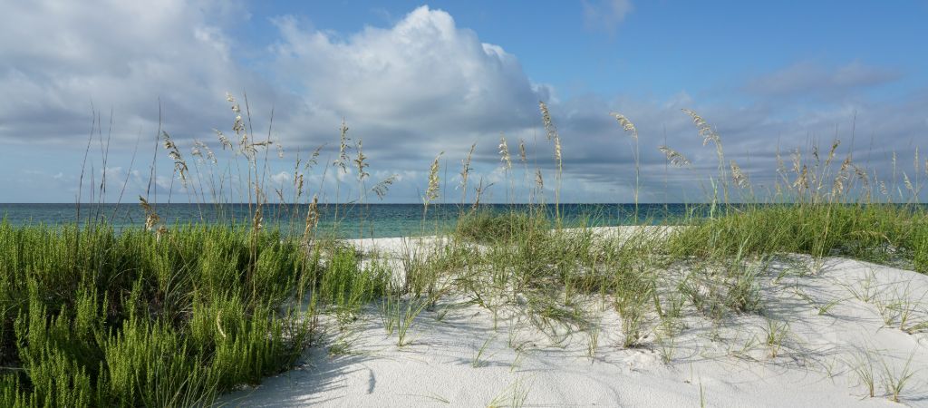 Scenic beachgrass and sugar-white sand in front of the Gulf Coast in the Florida Panhandle.